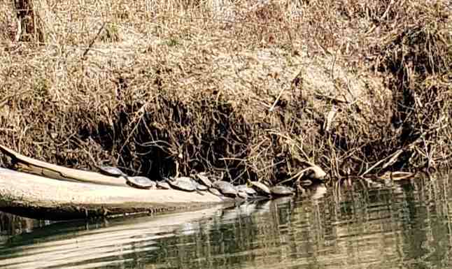 2020-03-07 turtles Kayaking on Meramec.jpg
